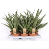Sansevieria Cylindrica