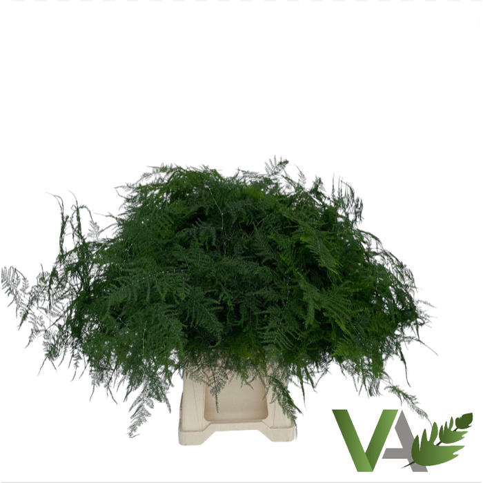<h4>ASPARAGUS SETACEUS</h4>