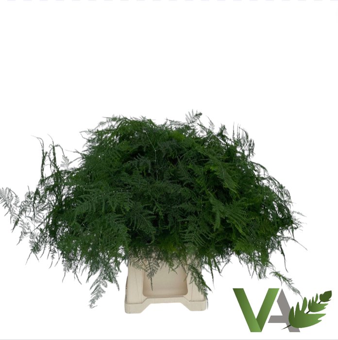 <h4>ASPARAGUS SETACEUS</h4>
