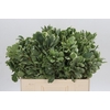 Pittosporum Ilan