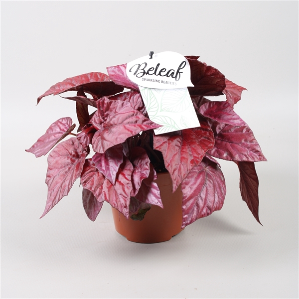 <h4>Begonia blad Beleaf Inca Flame</h4>
