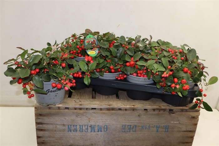 <h4>Gaulth Pr Big Berry</h4>