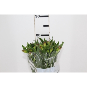 ALSTROEMERIA LIVORNO 080 CM