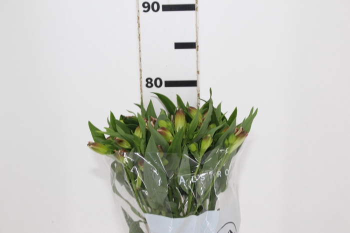 <h4>ALSTROEMERIA LIVORNO 080 CM</h4>