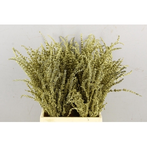 DF Lavender Bs Gold