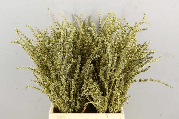 DF Lavender Bs Gold