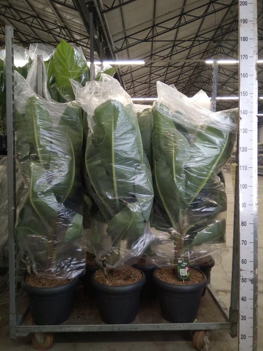 <h4>Musa  'Dwarf Cavendish'</h4>