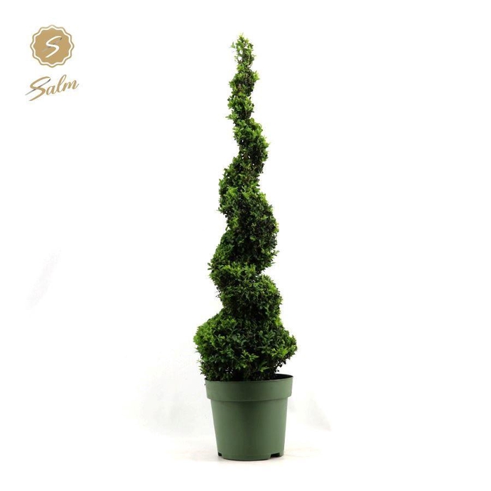 <h4>Buxus semp. Spiral 90cm</h4>