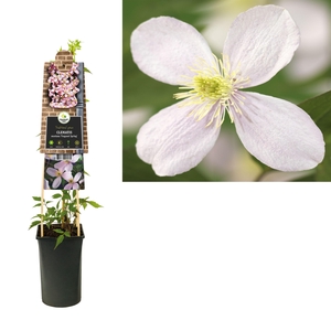 Clematis montana 'Fragrant Spring' +3.0 label