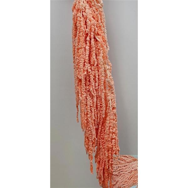 <h4>GESTABILISEERD AMARANTHUS (H) LICHTROSE</h4>