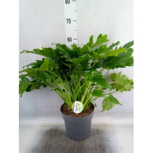 Philodendron bipinn. 'Little Hope'
