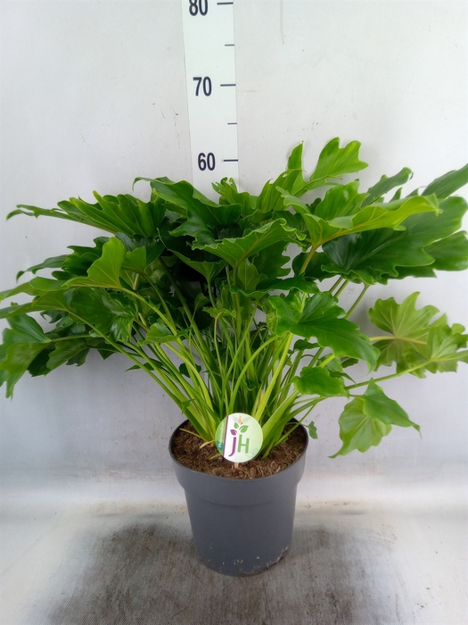 <h4>Philodendron bipinn. 'Little Hope'</h4>