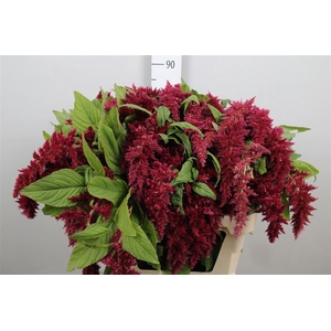 Amar Ca Red Spider