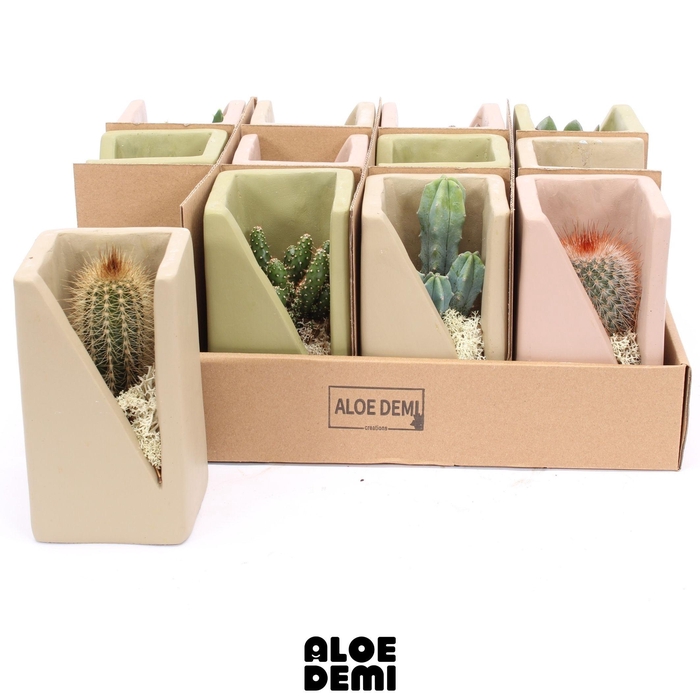 <h4>CACTUS GEM</h4>