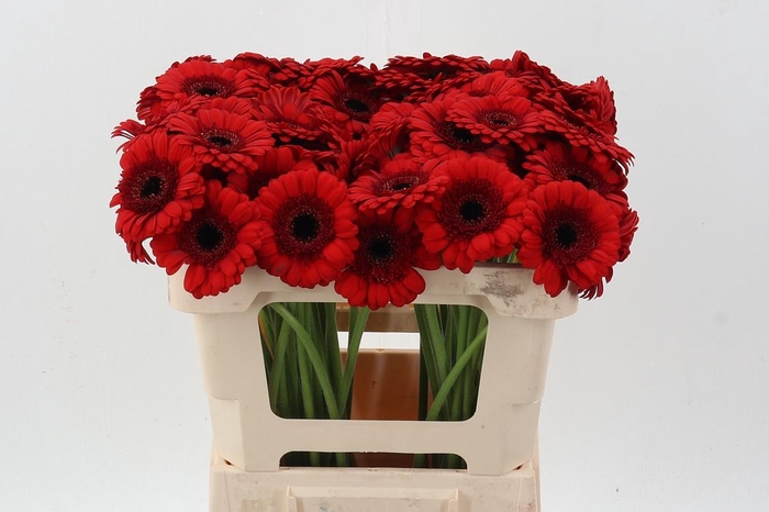 <h4>Ge Mi Red Ruby</h4>