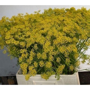 Anethum Graveolens