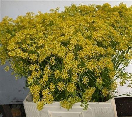 <h4>Anethum Graveolens</h4>