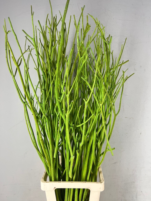 <h4>Mitsumata Flock D.Green Bs(3)</h4>