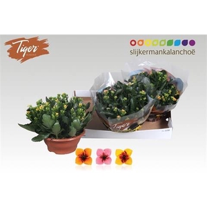 KALANCHOE TIGER MIX P23