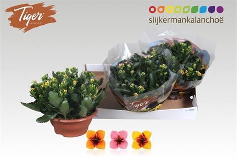 <h4>KALANCHOE TIGER MIX P23</h4>