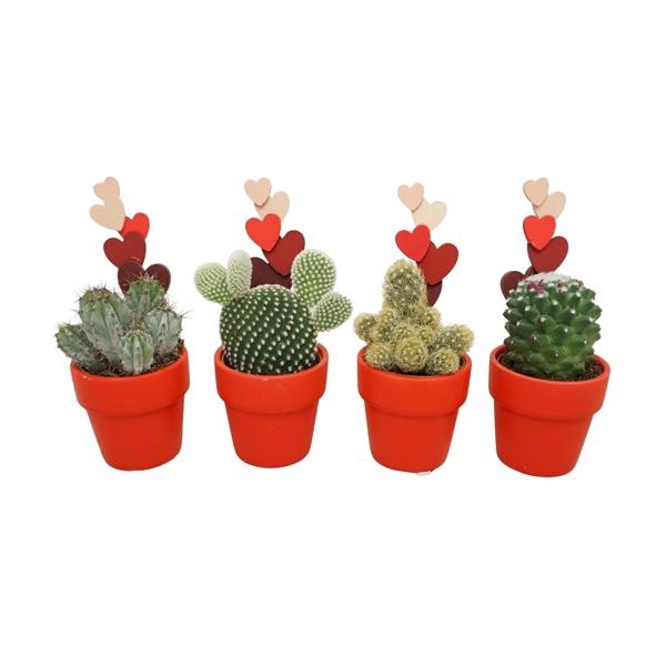 <h4>Cactus gemengd</h4>