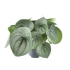 Peperomia Watermelon big (Decorum)