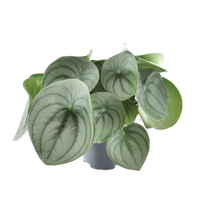 Peperomia Watermelon big (Decorum)