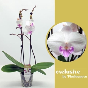 Phalaenopsis wit meer takken
