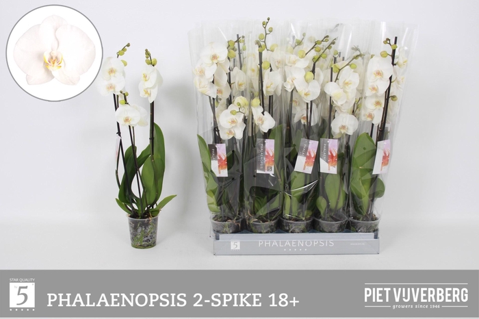 <h4>PHAL OV WIT</h4>