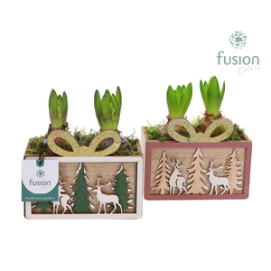 Kerst planter hout met Hyacinthus