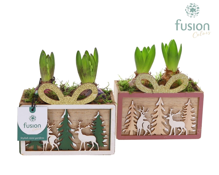 <h4>Kerst planter hout met Hyacinthus</h4>