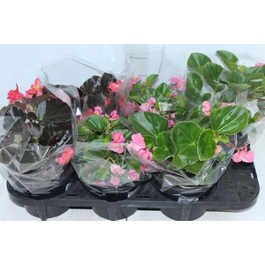 BEGONIA VIKING P15 VARIADO