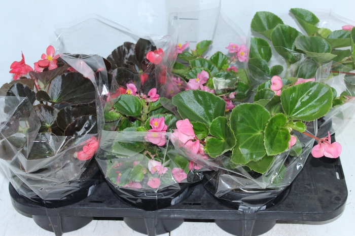 <h4>BEGONIA VIKING P15 VARIADO</h4>