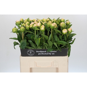Paeonia Princess Bride