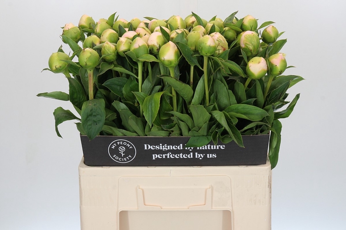 <h4>Paeonia Princess Bride</h4>
