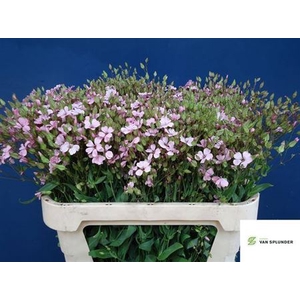 Saponaria Overig