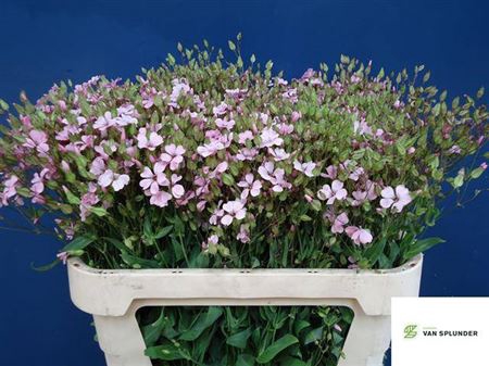 <h4>Saponaria Overig</h4>