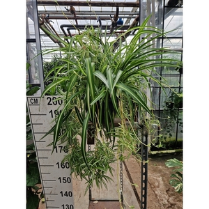 Chlorophytum comosum hangplant