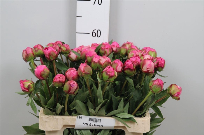 <h4>Paeo L Alex Fleming</h4>