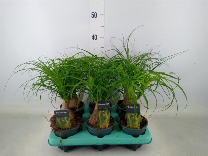 <h4>Beaucarnea recurvata</h4>