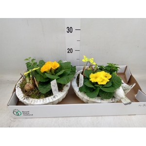 Arr.   Tuinplanten L%