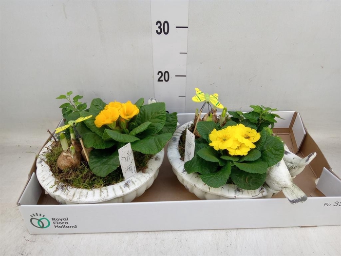 <h4>Arr. Tuinplanten L%</h4>