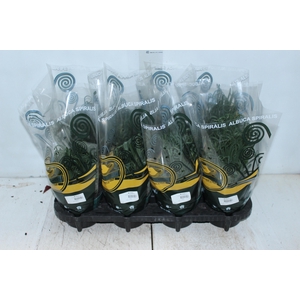 ALBUCA SPIRALIS P14 SEM FLOR