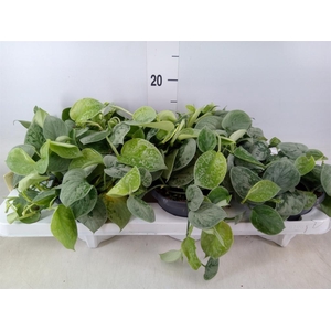 Scindapsus pictus 'Silvery Ann'