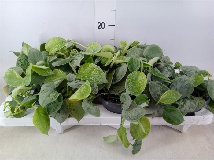 <h4>Scindapsus pictus 'Silvery Ann'</h4>