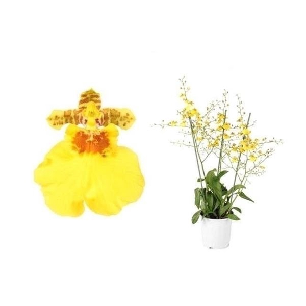 <h4>Oncidium 'Münsterland Stern' 3 tak toef 19 cm</h4>