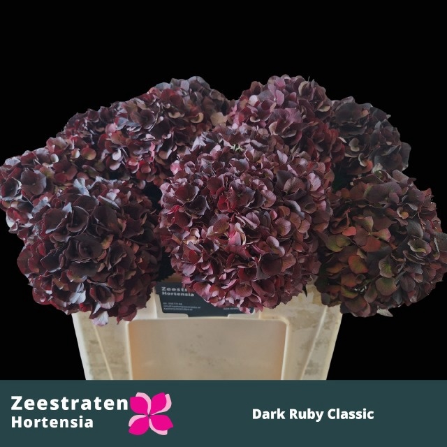 <h4>HYDR M MAG D RUBY CL</h4>