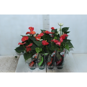 ANTHURIUM VARIADO P09