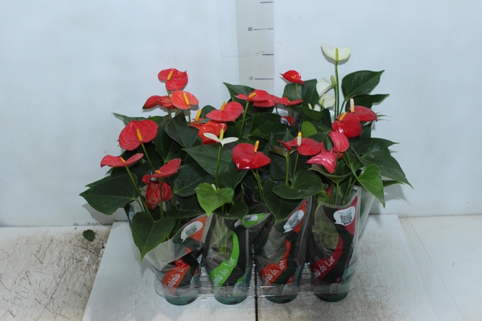 <h4>ANTHURIUM VARIADO P09</h4>