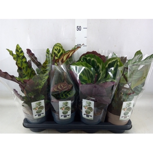 Calathea   ...mix 4